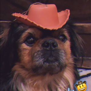 Meet your Posher, Amber